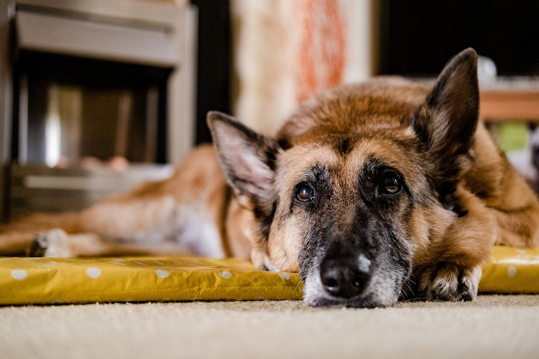 How to Prevent Arthritis in Dogs Before It Starts