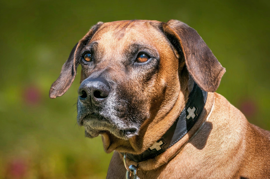 How to Support a Dog with Kidney Issues Through Supplements