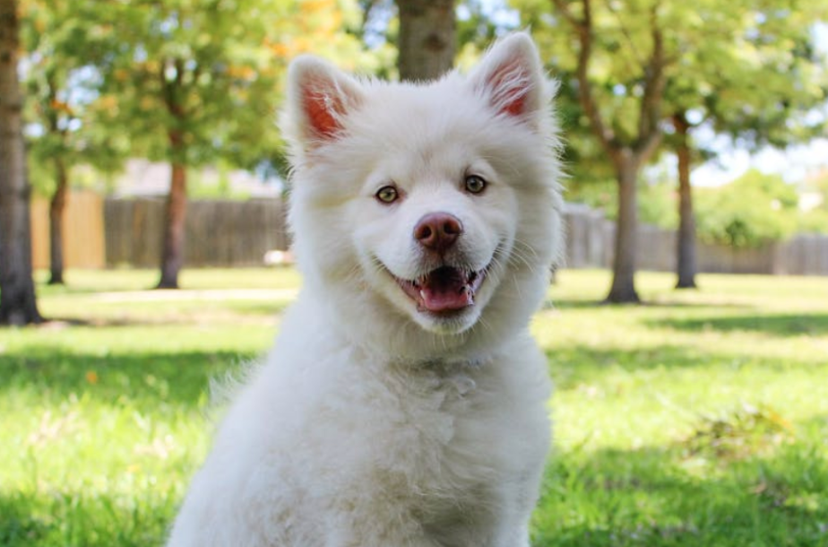 Seaweed Supplements for Dogs: Iodine and Mineral Benefits