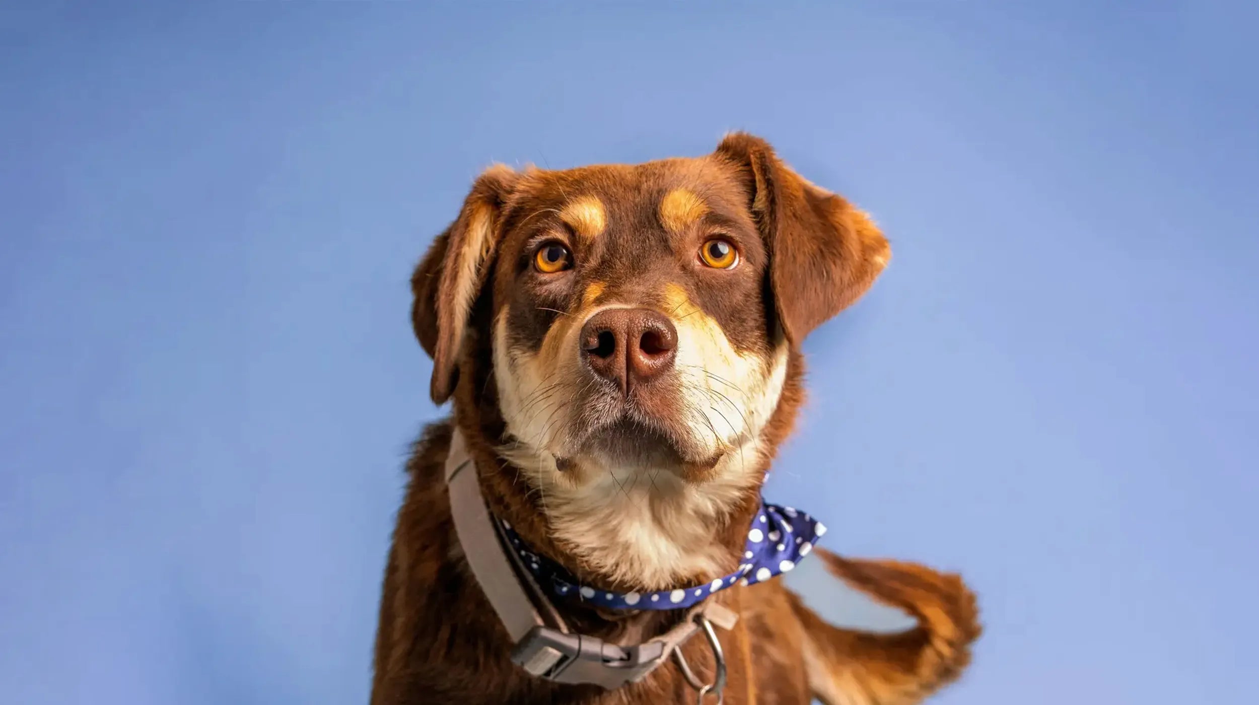 Border Collie Photo