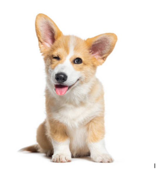 How to Calm a Dog Scared of Loud Noises at Home