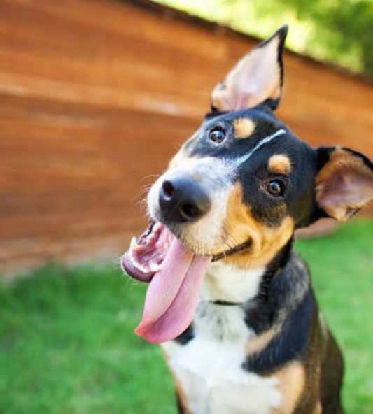 How to Support My Dog's Liver Naturally & Safely