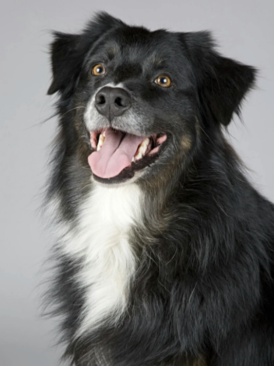 Cinnamon for Dogs: Blood Sugar Regulation Benefits