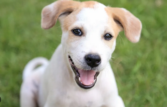 Ashwagandha for Dogs: Stress Relief and Immune Support