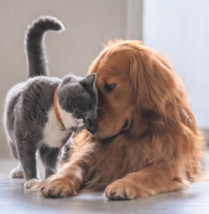How to Help My Dog with Hip Dysplasia Stay Active