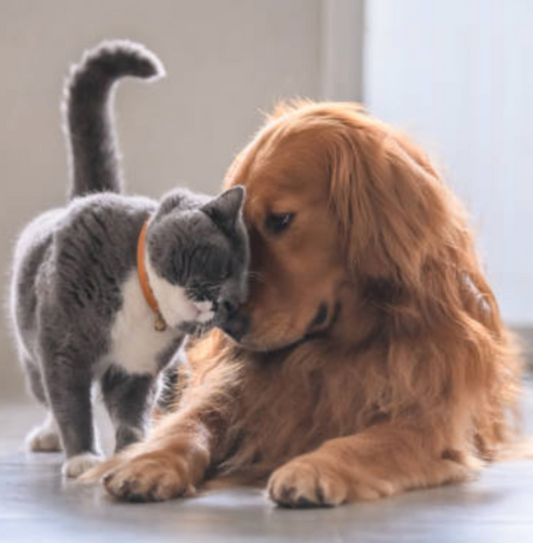 How to Help My Dog with Hip Dysplasia Stay Active