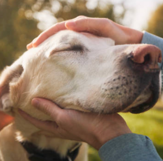 How to Improve My Dog's Digestion Naturally