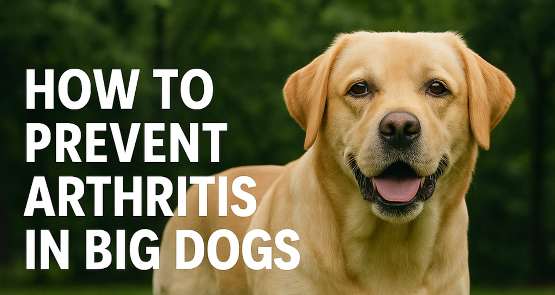 How to Prevent Arthritis in Big Dogs