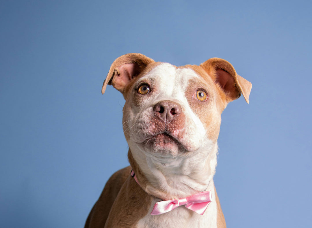 Boxer dog standing looking up at owner