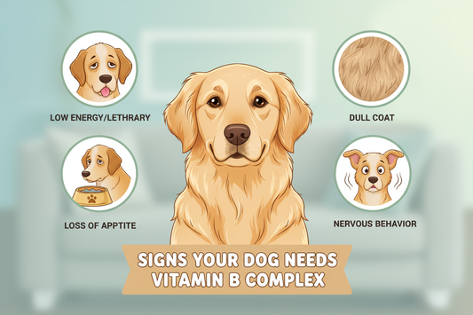 Signs Your Dog Needs a Vitamin B Complex