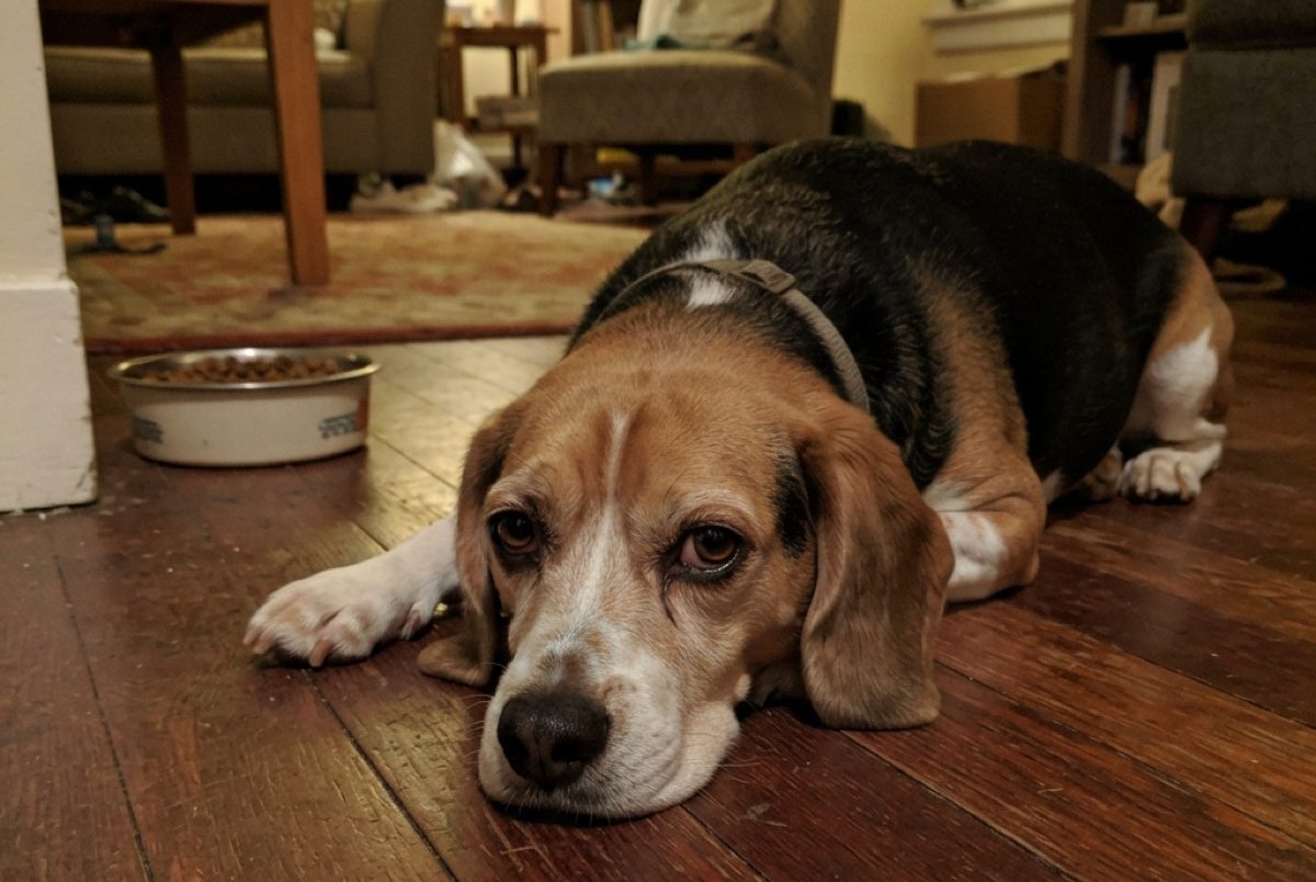 Dog eating carefully from a bowl during recovery