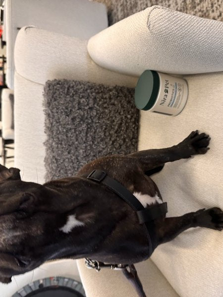 Real Nira Pet customer and their dog