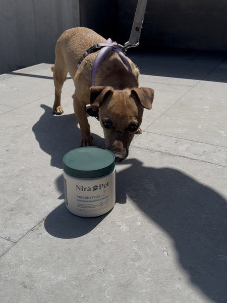 Real Nira Pet customer and their dog